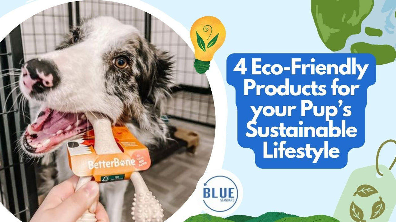 4 Eco-Friendly Products for your Pup’s Sustainable Lifestyle