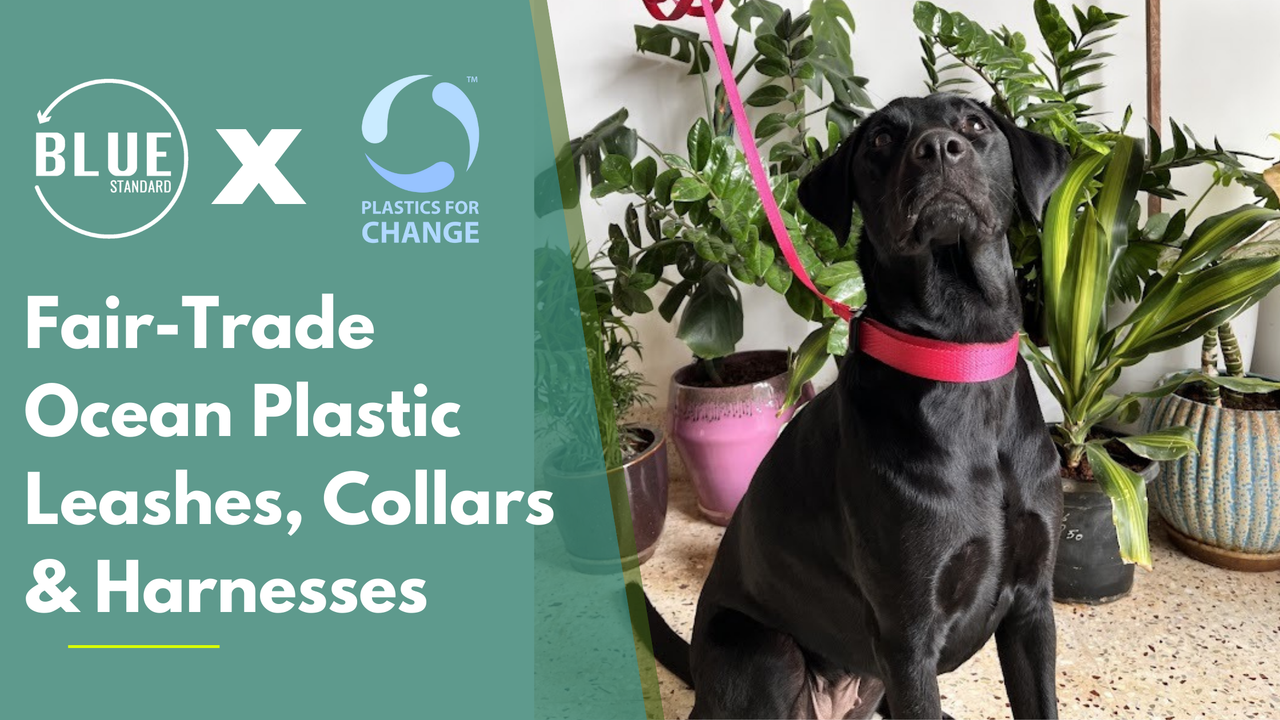 Blue Standard Inc. & Plastics For Change: Transforming Dog Accessories with Ethical Innovation